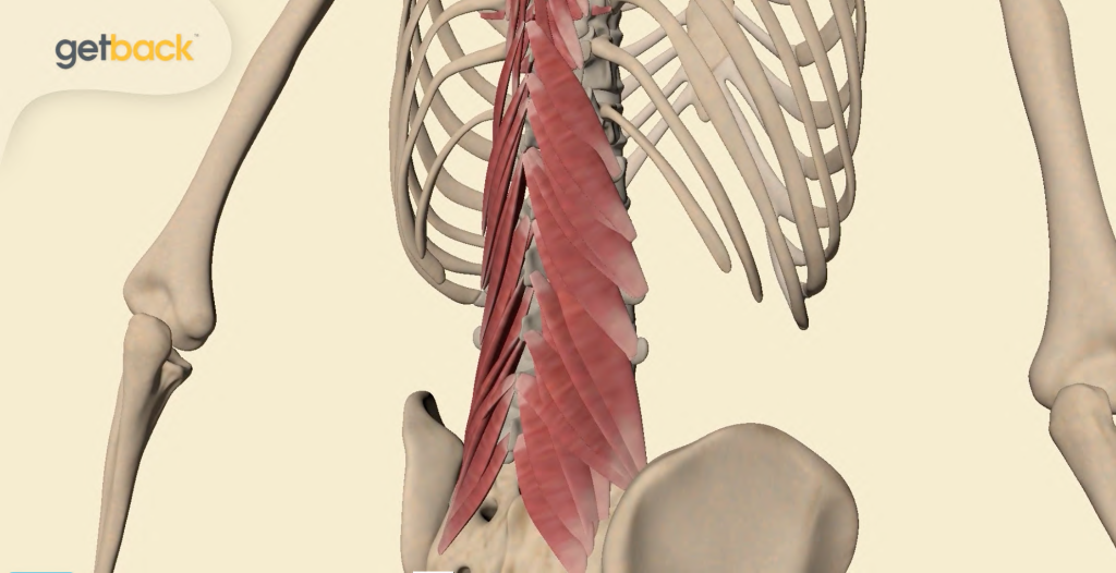 Multifidus March The Multifidus muscle: why is it critical, and why does it falter ...